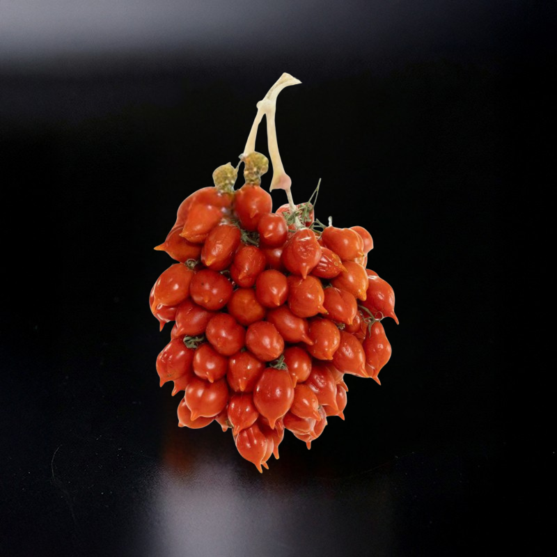 Tomatoes on the vine