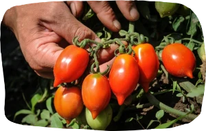 MINERALE - ELEGANTE - GOURMET